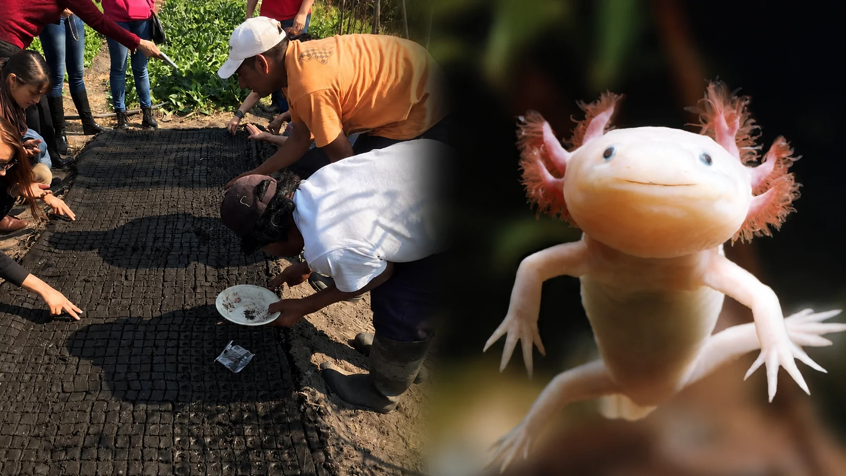 Raíces de Xochimilco